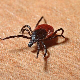 Borreliose Borreliose – Ursachen, Symptome und Behandlung